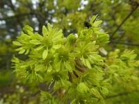 Javor mléč 'Summershade' - větévka s květy (Acer platanoides)