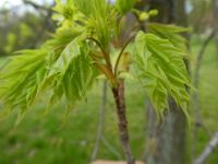 Javor mléč 'Drummondii' - větévka s mladými listy (Acer platanoides)
