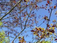 Javor mléč 'Faassen's Black' - habitus v květu (Acer platanoides)