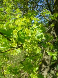 Javor mléč 'Columnare' - v květu (Acer platanoides)