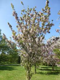 Sakura ozdobná 'Takasago' - habitus v květu (Prunus serrulata)
