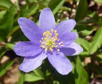 Sasanka hajní 'Royal Blue' (Anemone nemorosa)