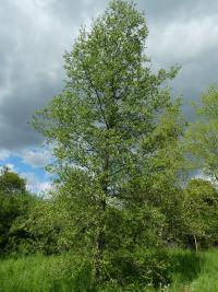 Olše srdčitá - habitus (Alnus cordata)