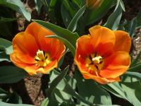 Tulipán 'Jimmy' - Triumph tulipány (Tulipa)