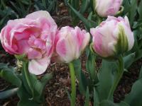 Tulipán 'Finola' - Plné pozdní tulipány (Tulipa)