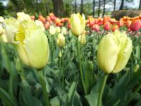 Tulipán 'Maja' - Třepenité tulipány (Tulipa)
