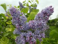 Šeřík obecný 'Acubaefolia' (Syringa vulgaris)