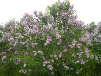 Šeřík obecný 'Edouard Andre' (Syringa vulgaris)
