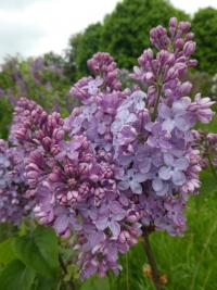 Šeřík obecný 'Charm' (Syringa vulgaris)