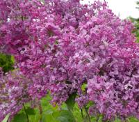 Šeřík obecný 'Chmurka' (Syringa vulgaris)