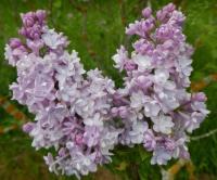 Šeřík obecný 'Kapric' (Syringa vulgaris)