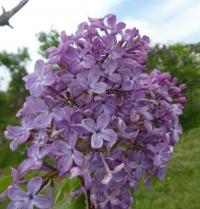 Šeřík obecný 'Madame Leon Simon' (Syringa vulgaris)