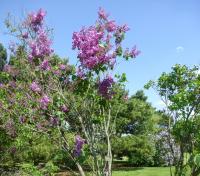 Šeřík obecný 'Maréchal Foch' (Syringa vulgaris)