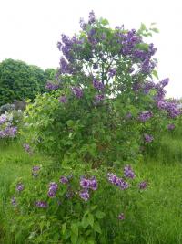Šeřík obecný 'Milton' (Syringa vulgaris)