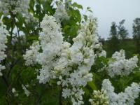 Šeřík obecný 'Miss Ellen Willmott' (Syringa vulgaris)