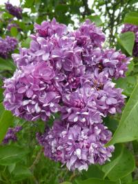 Šeřík obecný 'Ogni Dombassa' (Syringa vulgaris)