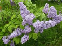 Šeřík obecný 'President Lebrun' (Syringa vulgaris)
