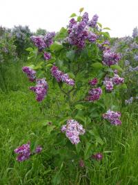 Šeřík obecný 'President Poincare' (Syringa vulgaris)