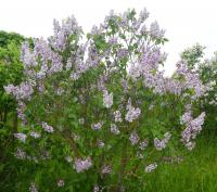 Šeřík obecný 'Rosace' (Syringa vulgaris)