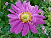 Sasanka japonská 'Bressingham Glow' (Anemone hupehensis)