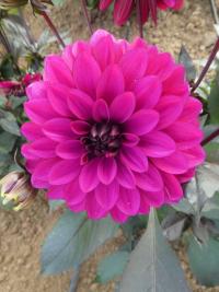 Jiřinka 'Jennifer Mary Ellen' - list (Dahlia)