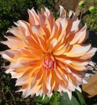 Jiřinka 'Apelsini Sniega' (Dahlia)