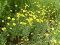Rmen barvířský 'Kelwayi' (Anthemis tinctoria)