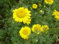 Rmen barvířský 'Kelwayi' (Anthemis tinctoria)