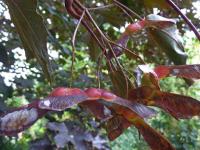 Klon zwyczajny (Acer platanoides)