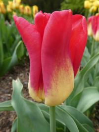 Tulipán 'Match' - Triumph tulipány (Tulipa)
