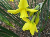 Narcis 'Hillstar' - Jonquilla narcisy (Narcissus)