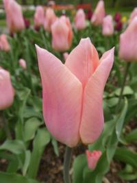 Tulipán 'Mango Charm' - Triumph tulipány (Tulipa)