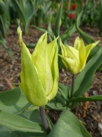 Tulipán 'Florijn Chic' - Liliokvěté tulipány (Tulipa)