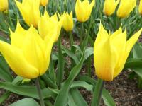 Tulipán 'La Perla' - Liliokvěté tulipány (Tulipa)