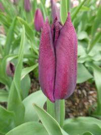 Tulipán 'Jan Reus' - Triumph tulipány (Tulipa)