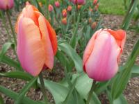 Tulipán 'Salmon Dynasty' - Triumph tulipány (Tulipa)