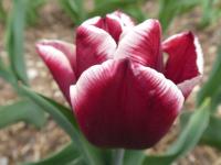 Tulipán 'Arabian Mystery' - Triumph tulipány (Tulipa)