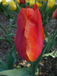Tulipán 'Annie Schilder' - Triumph tulipány (Tulipa)