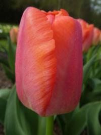 Tulipán 'Oranjezon' - Darwin hybridy (Tulipa)