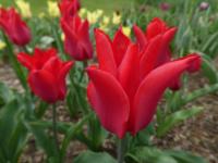 Tulipán 'Dyanito' - Liliokvěté tulipány (Tulipa)