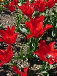 Tulipán 'Dyanito' - Liliokvěté tulipány (Tulipa)