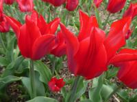 Tulipán 'Moneymaker' - Liliokvěté tulipány (Tulipa)