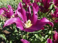 Tulipán 'Purple Doll' - Liliokvěté tulipány (Tulipa)