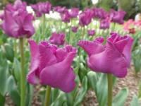 Tulipán 'Crown of Negrita'- Triumph tulipány (Tulipa)