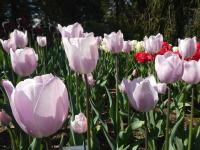 Tulipán 'Blue Aimable' - Jednoduché pozdní tulipány (Tulipa)