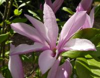 Šácholan liliokvětý 'Betty' - květ (Magnolia liliiflora)
