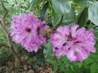 Pěnišník 'Ben Moseley' (Rhododendron)