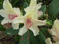 Pěnišník 'Brasilia' (Rhododendron)