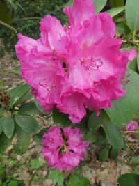Pěnišník 'Florence Sarah Smith' (Rhododendron)