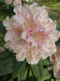 Pěnišník 'Kotnov' (Rhododendron)